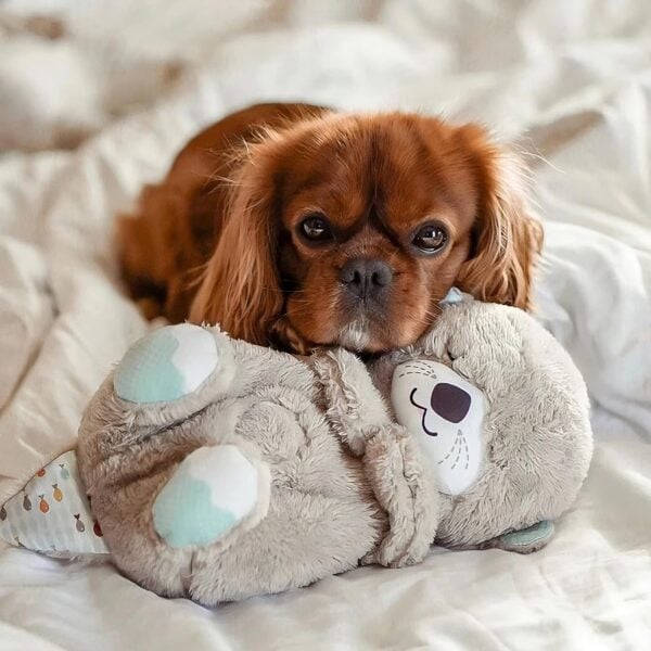 Beruhigender Begleiter für Haustiere | Herzschlag-Simulation | Weiches Plüschdesign | SnugPet Kuscheltier