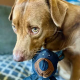 BearTough™ – Unzerstörbarer Spaß für einen glücklichen und gesunden Hund