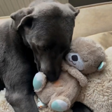 Beruhigender Begleiter für Haustiere | Herzschlag-Simulation | Weiches Plüschdesign | SnugPet Kuscheltier